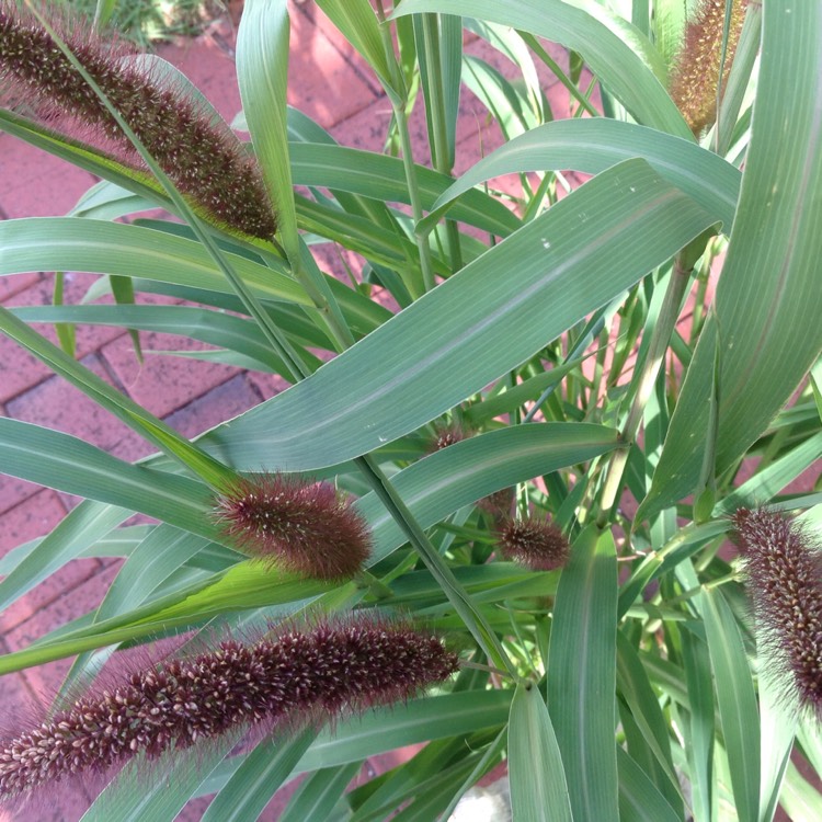 Plant image Pennisetum glaucum 'Jester'