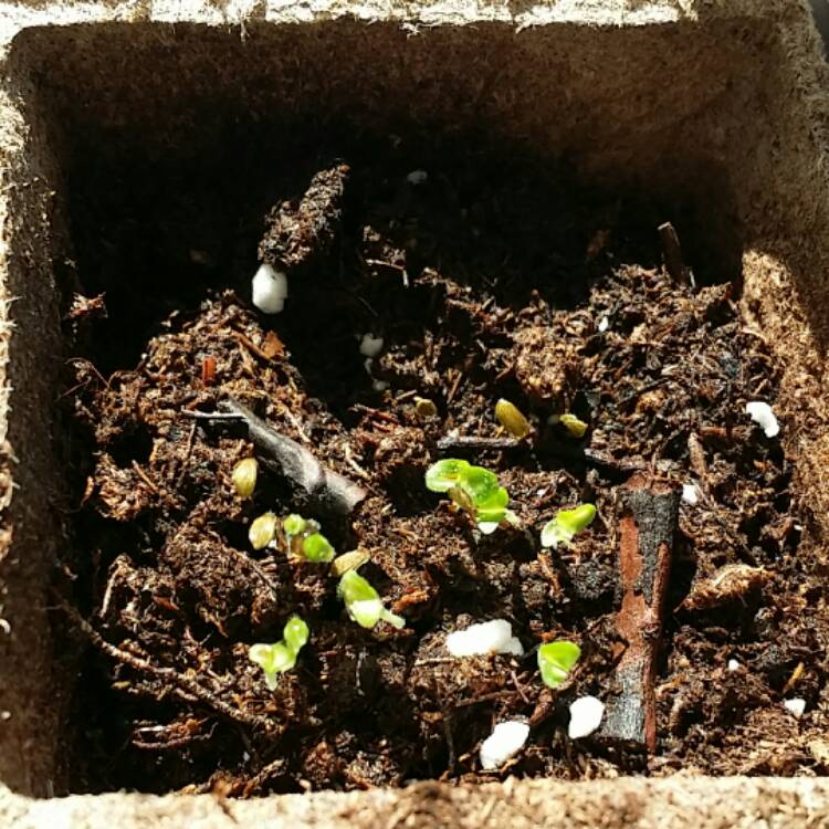 Plant image Lactuca Sativa 'Buttercrunch'