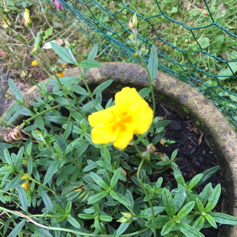 Plant image Helianthemum 'Ben Fhada'