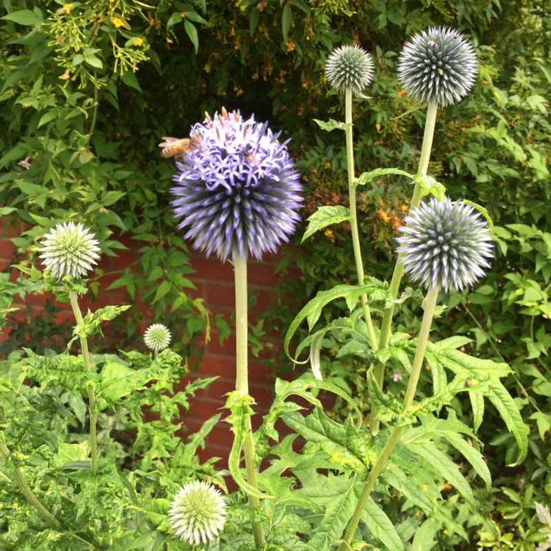 Globe Thistle 'Taplow Blue'