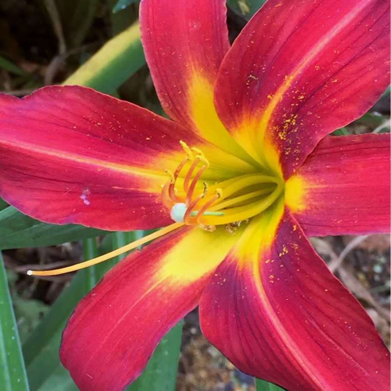 Daylily 'Autumn Red'