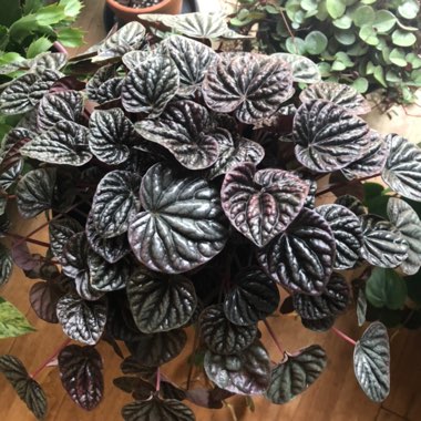 Peperomia caperata 'Luna Red'