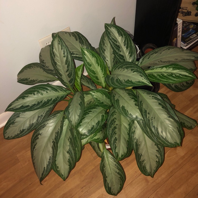 Plant image Aglaonema Silver Bay