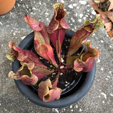 Sarracenia Purpurea