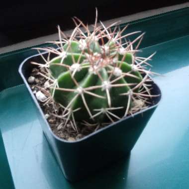 Melocactus matanzanus