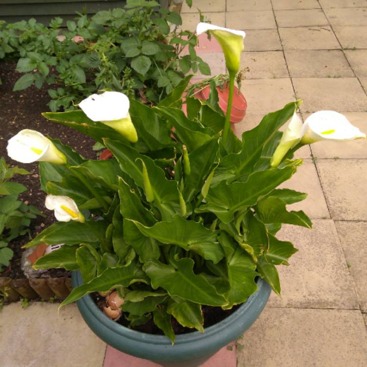 Plant image Zantedeschia 'White Flirt'