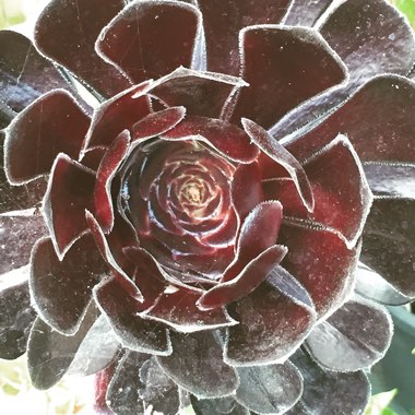 Aeonium 'Zwartkop'