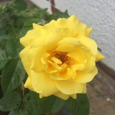 Floribunda Rose 'Golden Wedding'