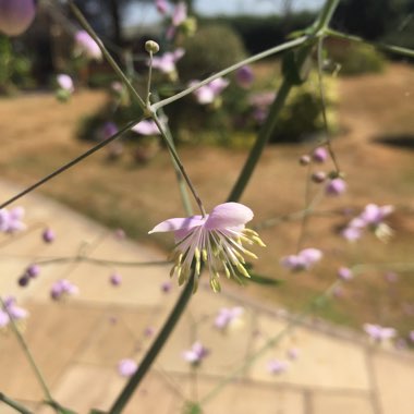 Meadow-Rue