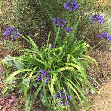 African Lily