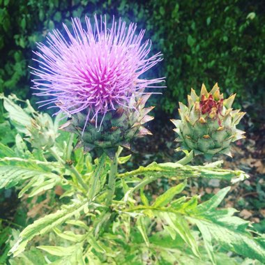 Cardoon