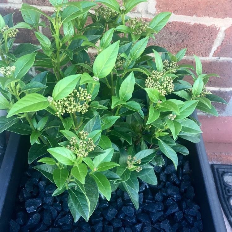 Plant image Viburnum tinus 'Ladybird'