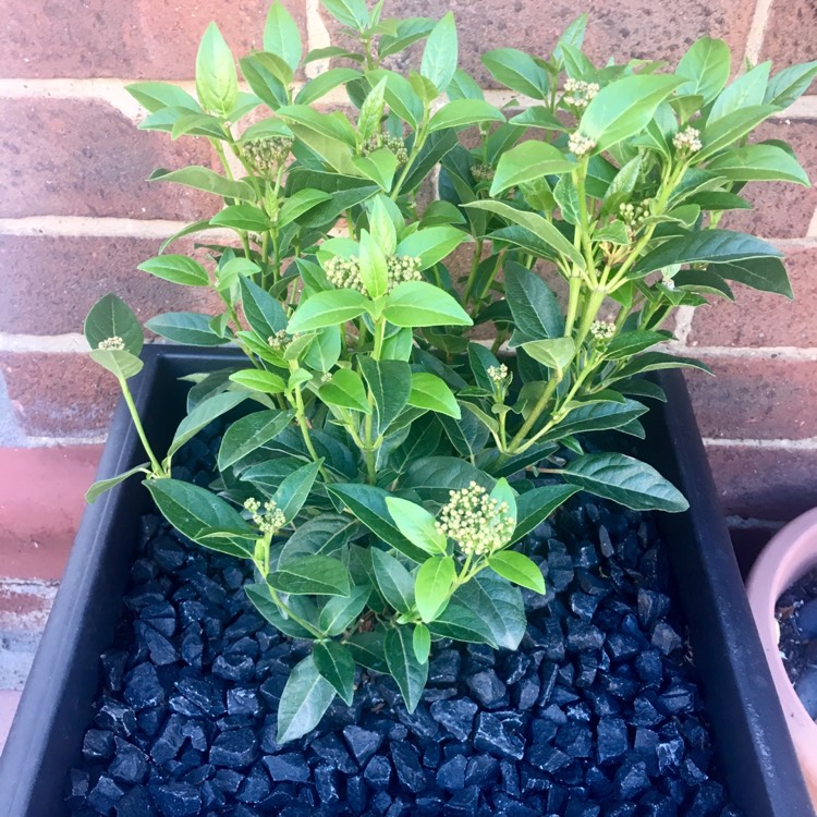 Plant image Viburnum tinus 'Ladybird'