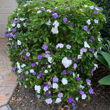 Brunfelsia pauciflora