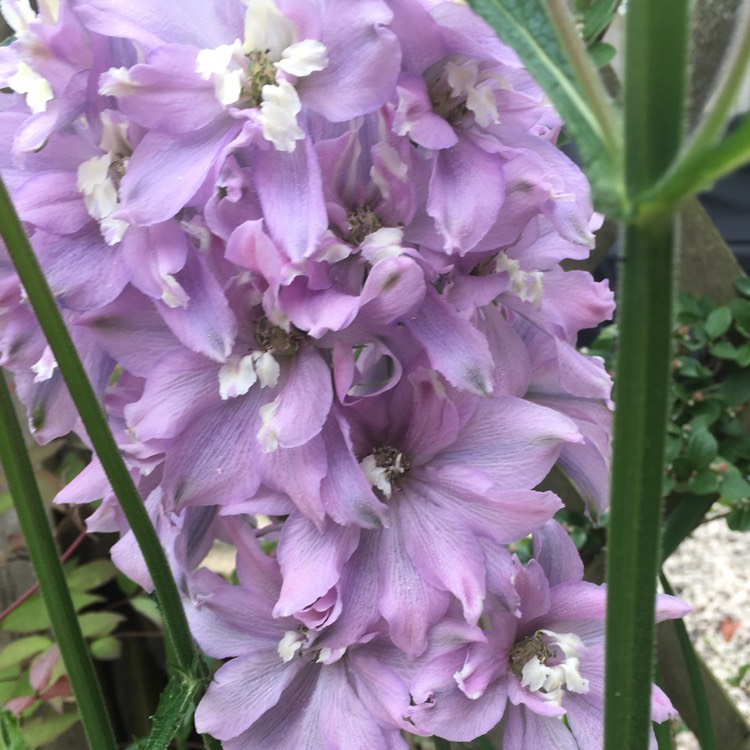 Plant image Delphinium 'Magic Fountains Cherry Blossom'