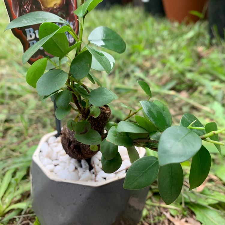 Plant image Ficus Microcarpa Retusa