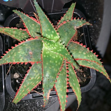 Aloe 'Christmas Carol'