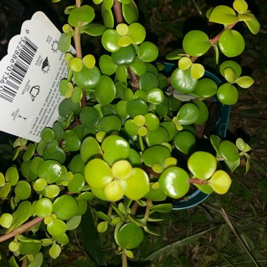 Portulacaria Afra Aurea