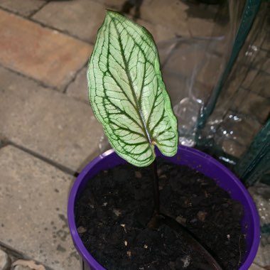 Caladium hortulanum 'Pink Cloud'