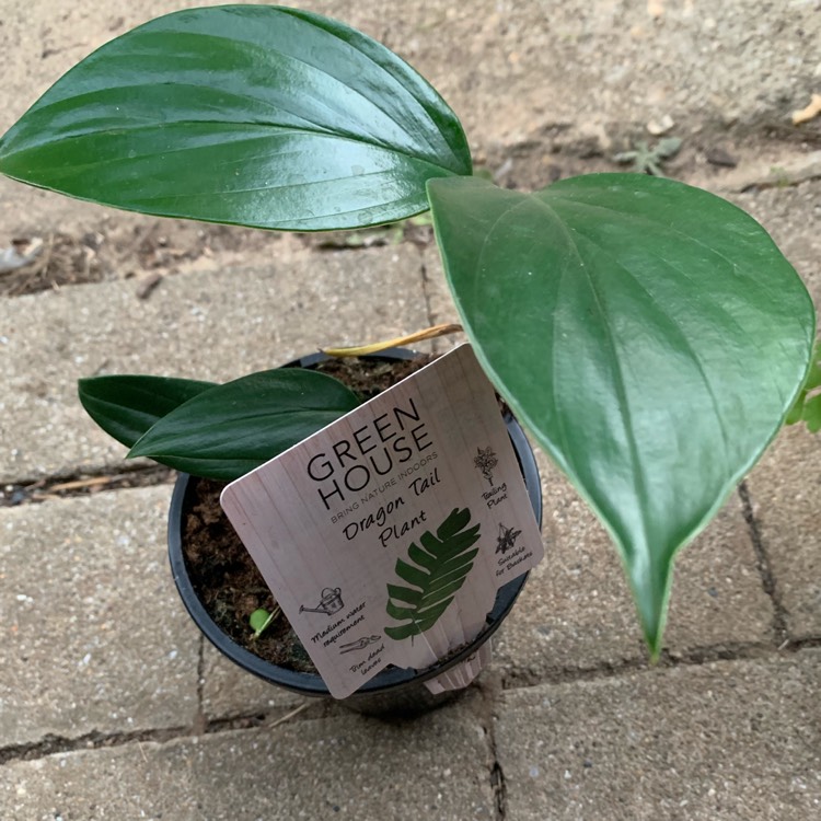 Plant image Epipremnum pinnatum  syn. Monstera pinnata, Philodendron pinnatum, Pothos pinnatus, Rhaphidophora pinnata, Scindapsus pinnatus