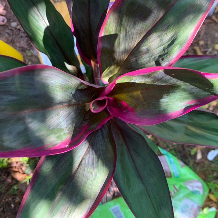 Plant image Cordyline fruticosa