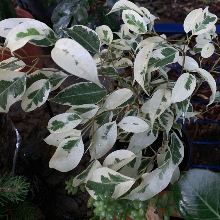 Plant image Ficus benjamina 'Starlight'