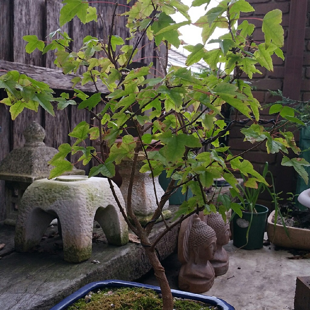 Plant image Acer Palmatum 'Crippsii'