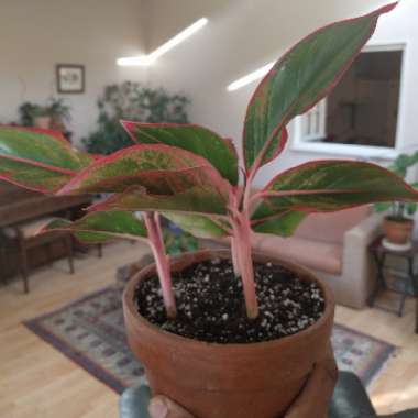 Aglaonema 'Crete'