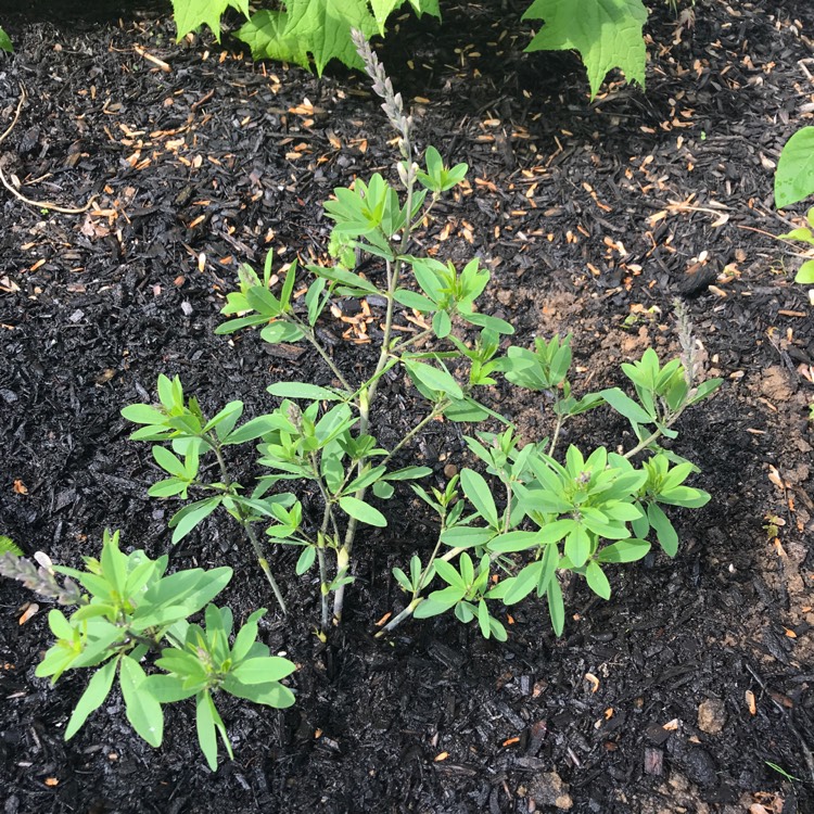 Plant image Baptisia 'Carolina Moonlight'