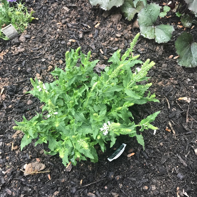 Plant image Salvia x sylvestris 'Schneehugel' syn. Salvia x sylvestris 'Snow Hill'