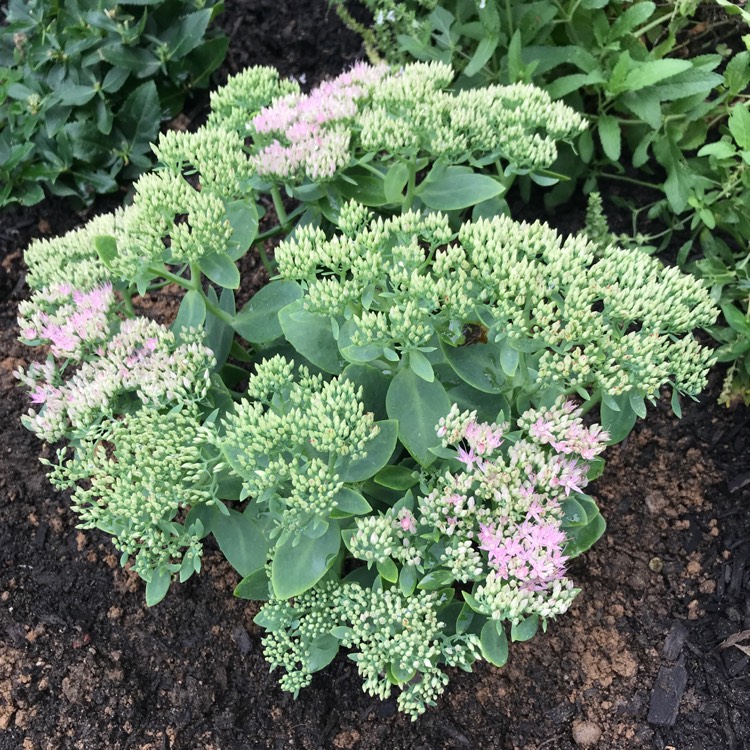 Plant image Sedum Spectabile 'Brilliant'