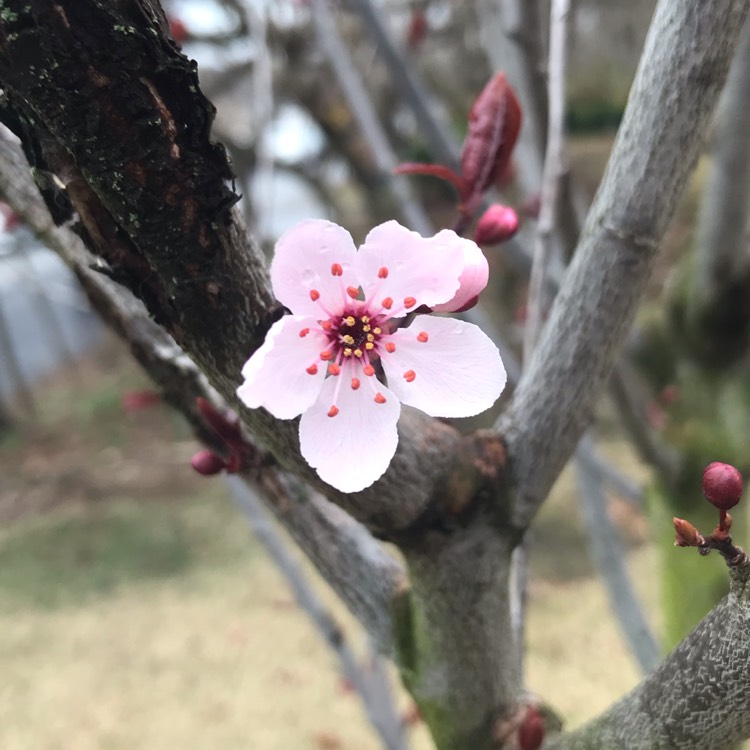 Plant image Prunus Cerasifera 'Thundercloud'