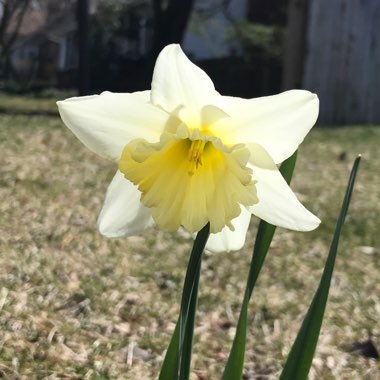 Narcissus