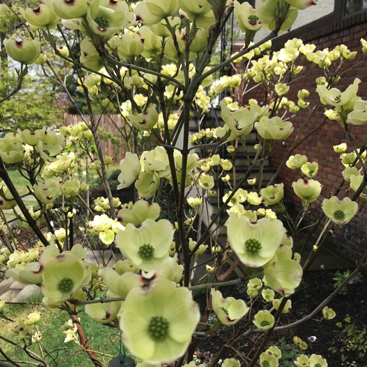 Plant image Cornus florida 'Cloud Nine'