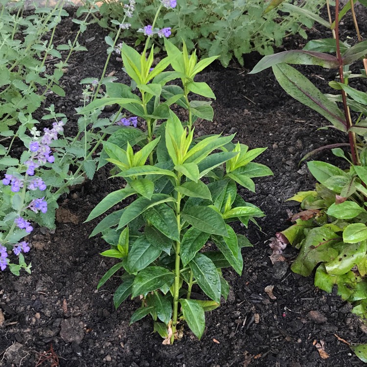 Plant image Phlox Paniculata 'Volcano Pink'