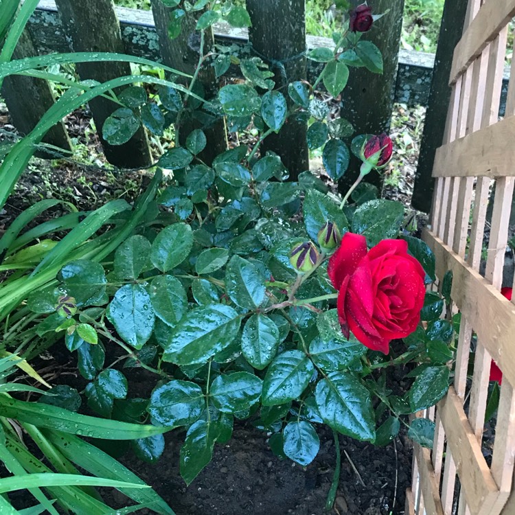 Plant image Rosa 'Macdub' syn. Rosa 'Dublin Bay'