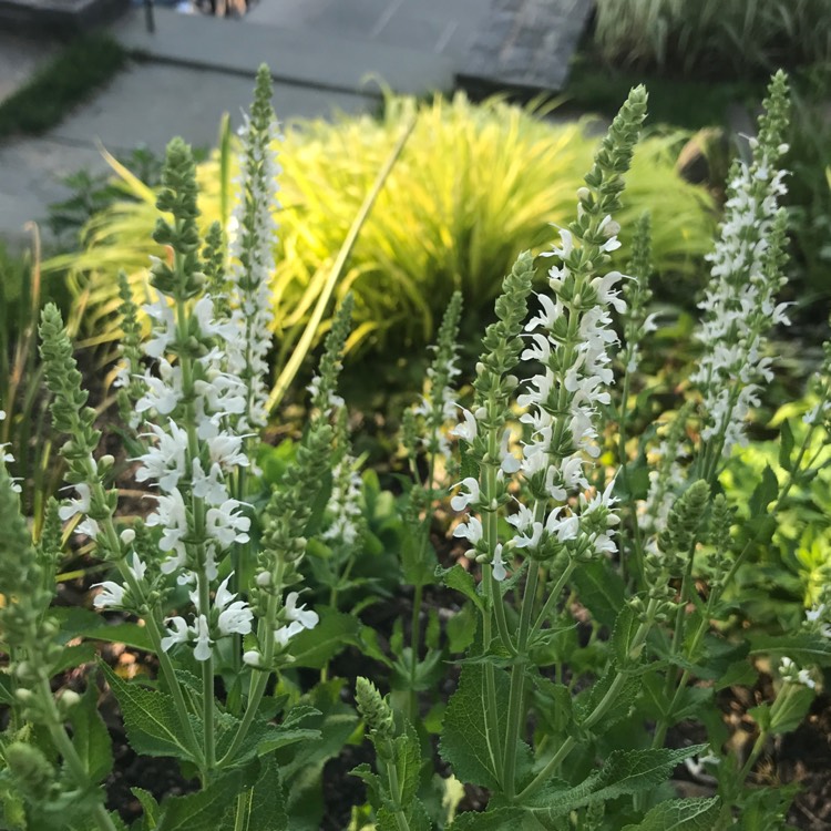 Plant image Salvia x sylvestris 'Schneehugel' syn. Salvia x sylvestris 'Snow Hill'