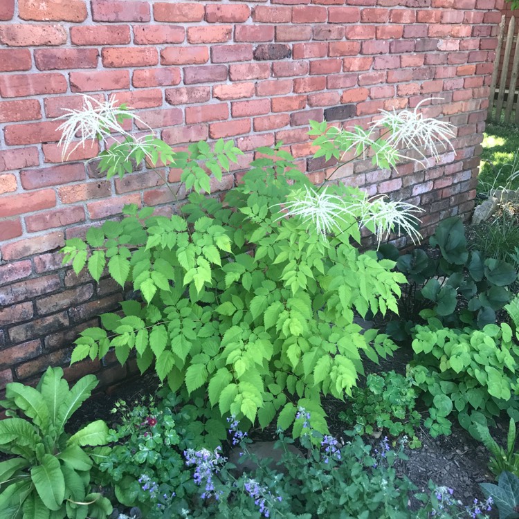 Plant image Aruncus dioicus