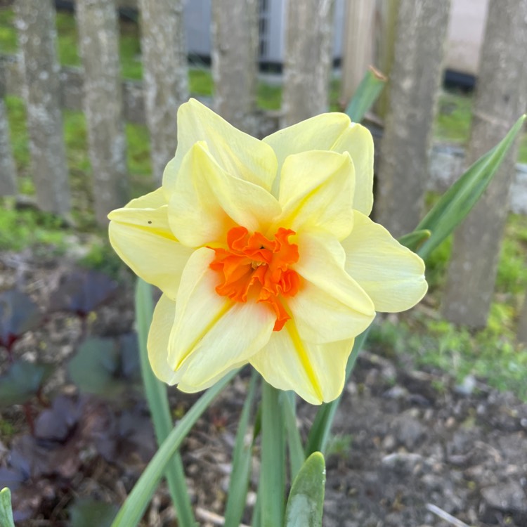 Plant image Narcissus 'Tahiti'