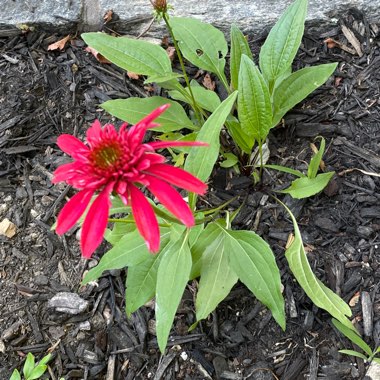 Coneflower 'Double Scoop Raspberry'