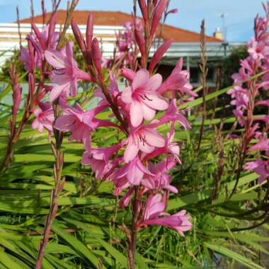 Cape Bugle Lily