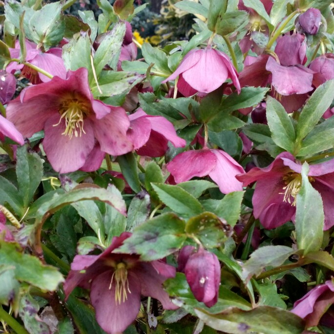 Plant image Helleborus x hybridus 'Queen Of The Night' (Queen Series)