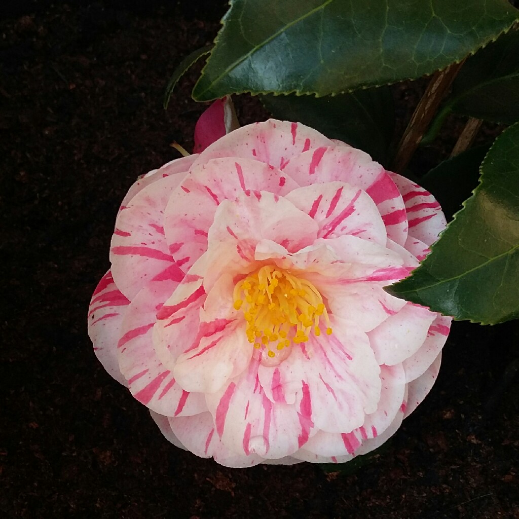 plant image 41803