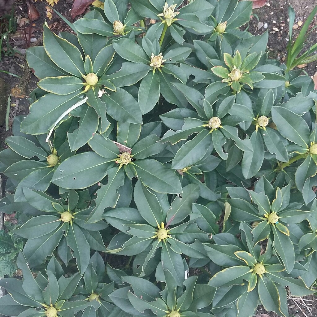 Rhododendron