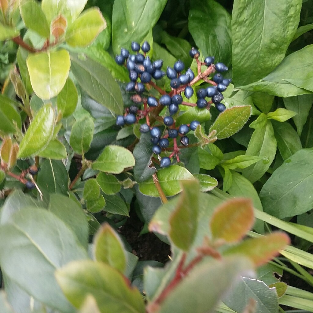 Plant image Viburnum tinus 'Lucidum'