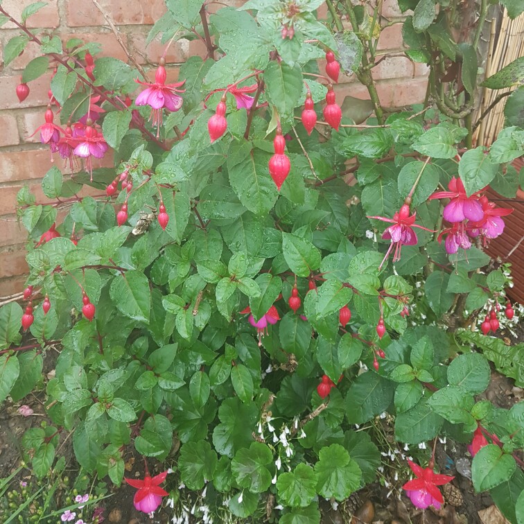 Fuchsia 'Beacon'