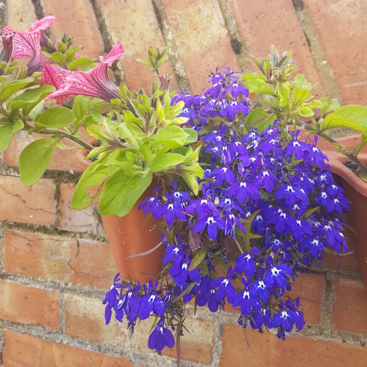 Trailing Petunia