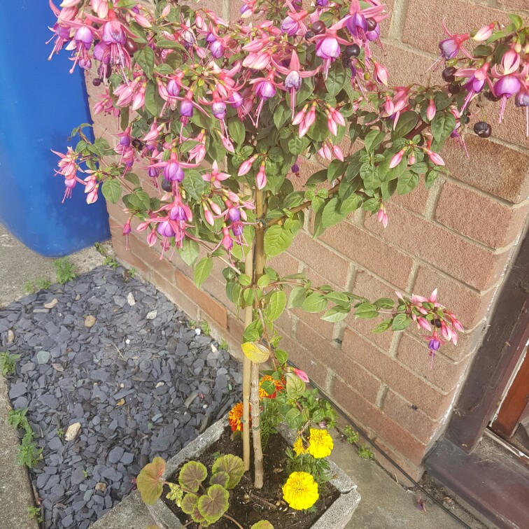 Fuchsia 'Winston Churchill'