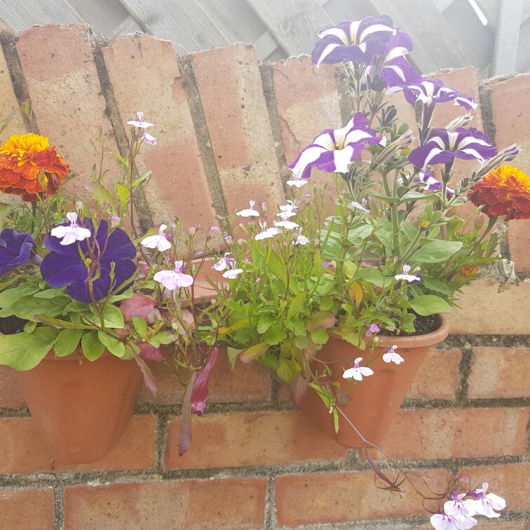 Trailing Petunia 'Blue Vein'