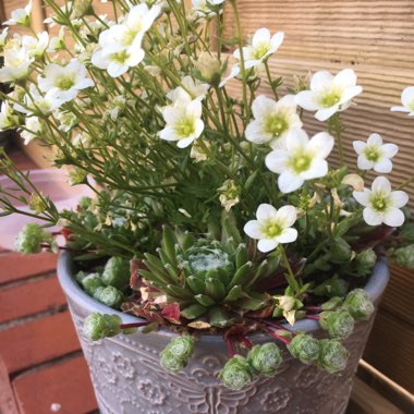 Saxifrage 'White Pixie'